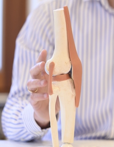 Modell eines Kniegelenks